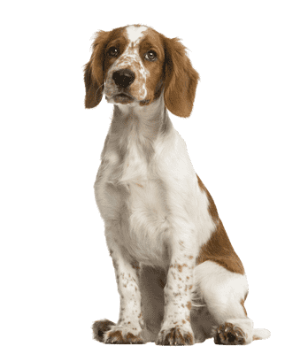 Welsh Springer Spaniel som ung/voksen