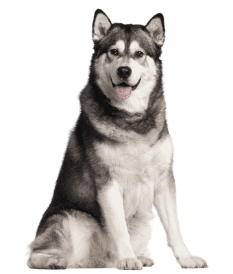 Alaskan Malamute som senior