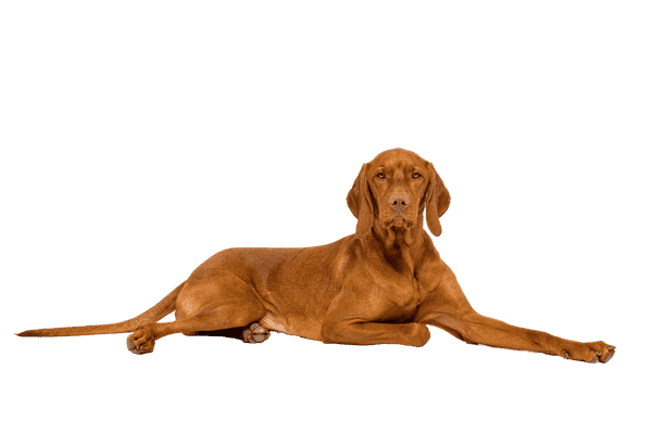 Vizsla som senior