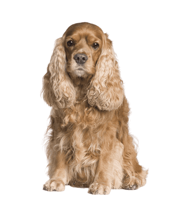 Amerikansk Cocker Spaniel som senior