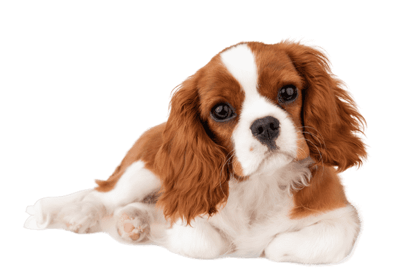 King Charles Spaniel som ung/voksen