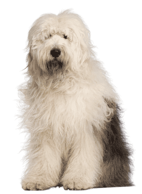 Old English Sheepdog som senior