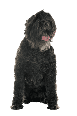 Bouvier des Flandres som senior