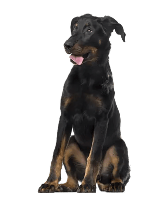 Beauceron