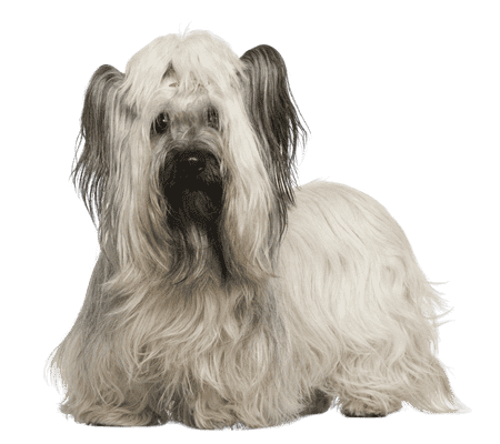 Skye Terrier som senior