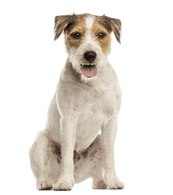 Parson Russell Terrier som ung/voksen