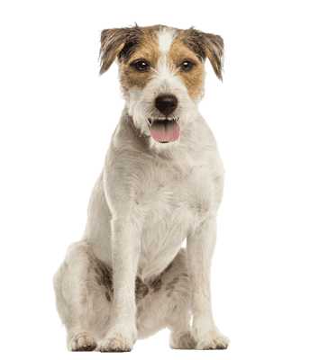 Parson Russell Terrier