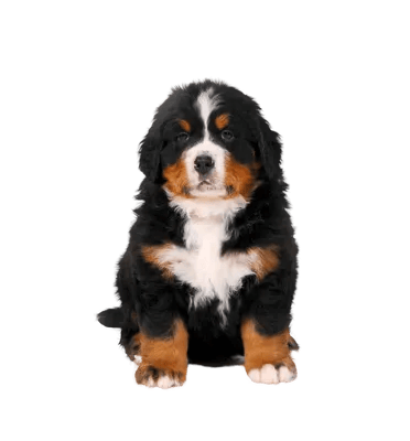 Berner Sennenhund