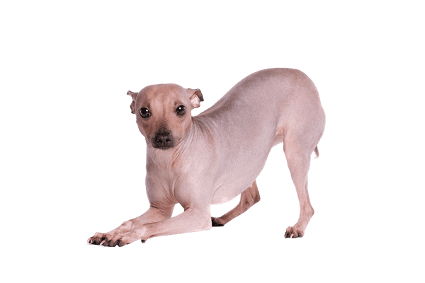 American Hairless Terrier som ung/voksen