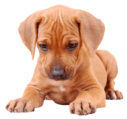 Rhodesian Ridgeback som hvalp