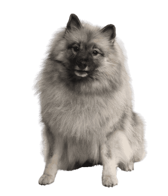 Keeshond som senior