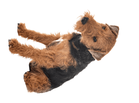 Welsh Terrier