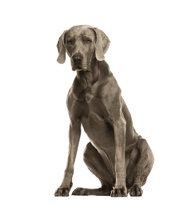 Weimaraner som senior