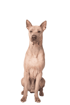 American Hairless Terrier som senior