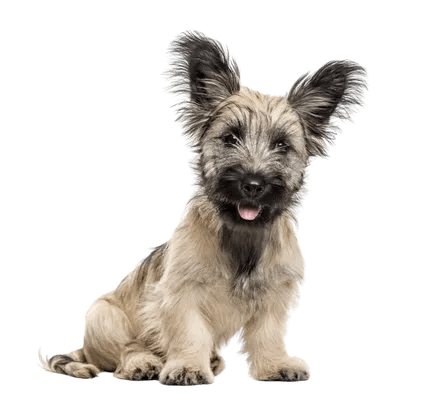 Skye Terrier