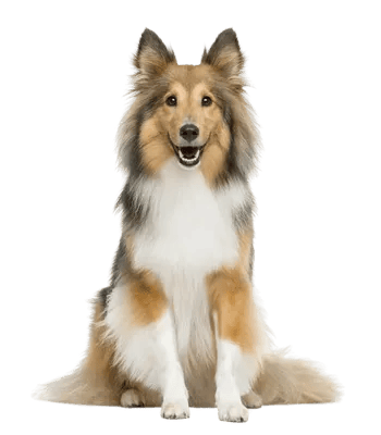 Shetland Sheepdog