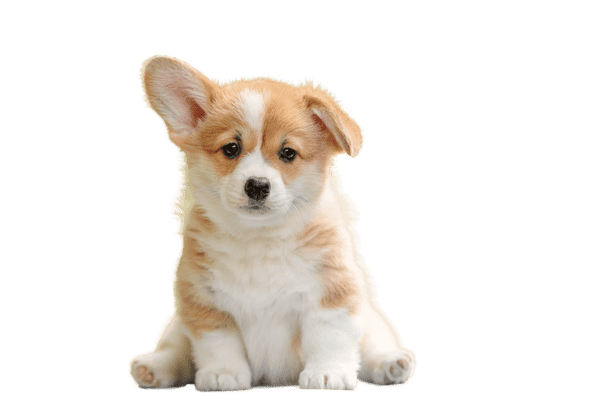 Welsh Corgi Pembroke som hvalp