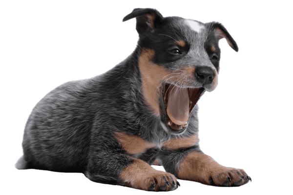 Australsk Cattle Dog som hvalp