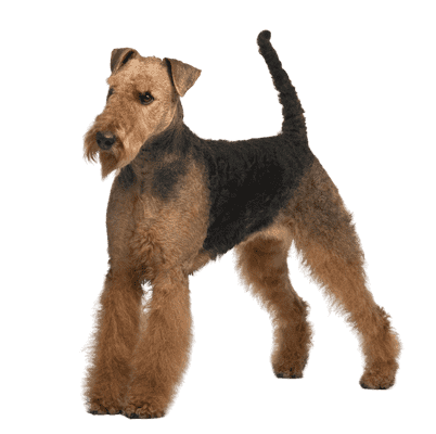 Airedale Terrier som senior