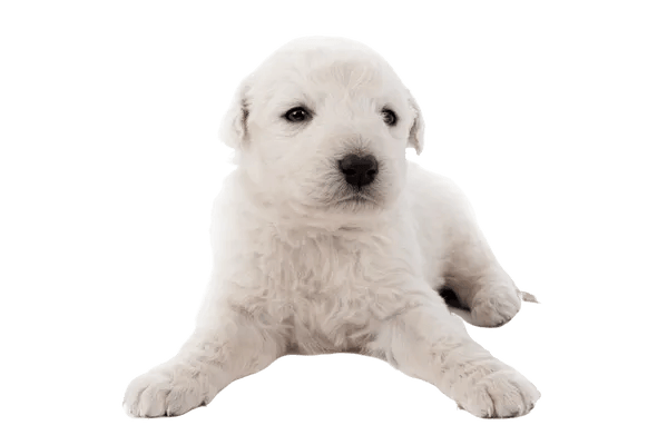 Kuvasz