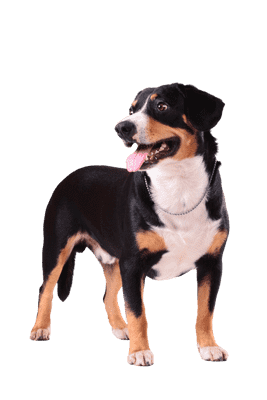 Entlebucher Sennenhund