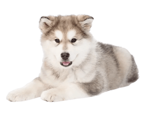 Alaskan Malamute