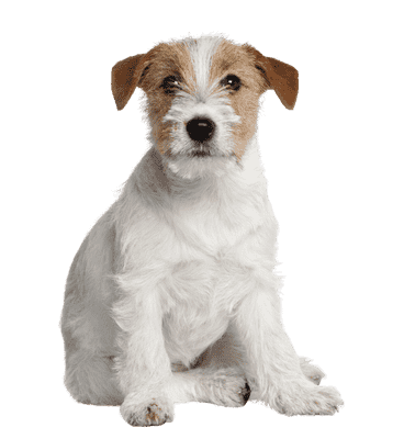 Jack Russell Terrier som ung/voksen