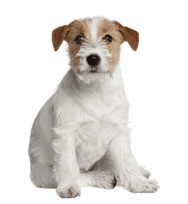 Jack Russell Terrier