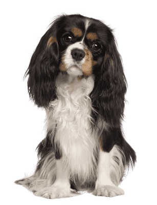 Cavalier King Charles Spaniel