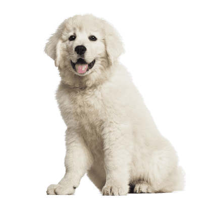 Polski Owczarek Podhalanski som hvalp