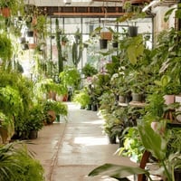 Fitzroy Nursery  Iconic CBD Nursery. image