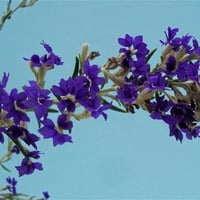 Wholesale Nursery & 2.93 hectare freehold property image