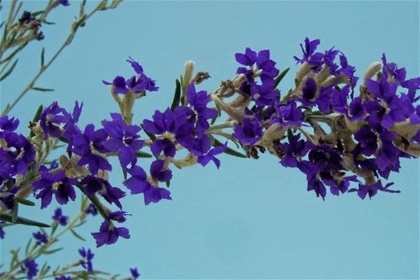 Wholesale Nursery & 2.93 hectare freehold property