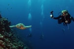 Coming Soon - Scuba Diving Business - Bali