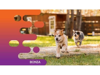 36113 - PROFITABLE DOG DAYCARE & GROOMING BUSINESS image