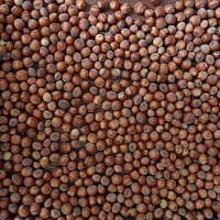 Sustainable Hazelnut & Agritourism Business Opportunity image