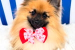 Luxury Dog Grooming Salon and Dog Daycare Centre - Camden, NSW