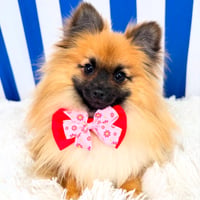 Luxury Dog Grooming Salon and Dog Daycare Centre - Camden, NSW image