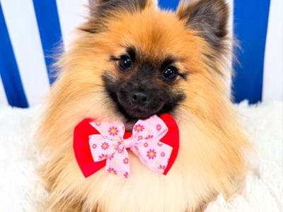 Luxury Dog Grooming Salon and Dog Daycare Centre - Camden, NSW image