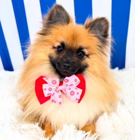 Luxury Dog Grooming Salon and Dog Daycare Centre - Camden, NSW