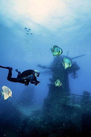 Highly Profitable Marine Tourism and Scuba Business in South West WA