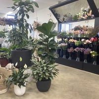 Established Florist / Nursery -  Shellharbour, NSW image