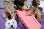 UNDER OFFER - Doggie Daycare and Training Business - Golden Grove, SA
