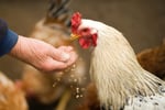 MASSIVE PRICE DROP Retail Produce & Farm/Rural Supplies, Under Management, Mid-North Coast