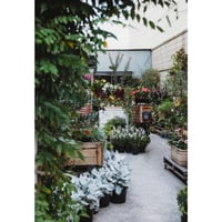 Boutique Plant & Giftware Store  Creative Lifestyle Business | Sydney image