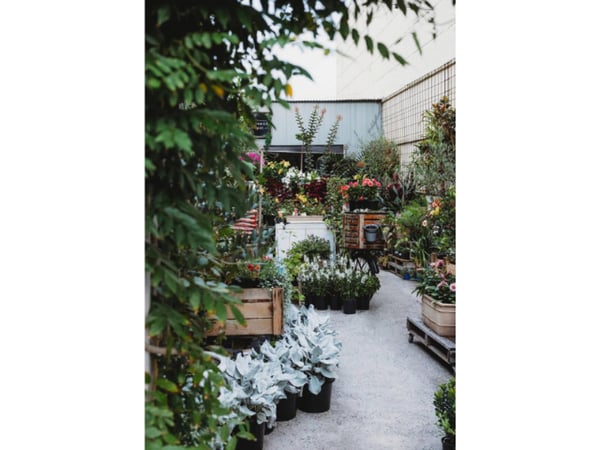 Boutique Plant & Giftware Store  Creative Lifestyle Business | Sydney