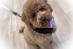 DOG GROOMING BUSINESS