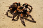 Pest Control - Termite Specialist