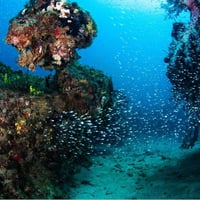 Ningaloo Diving Business - Wow!!! image