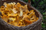 Profitable Online Home Mushroom Growing Supplies Business